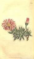 Слика од Mesembryanthemum