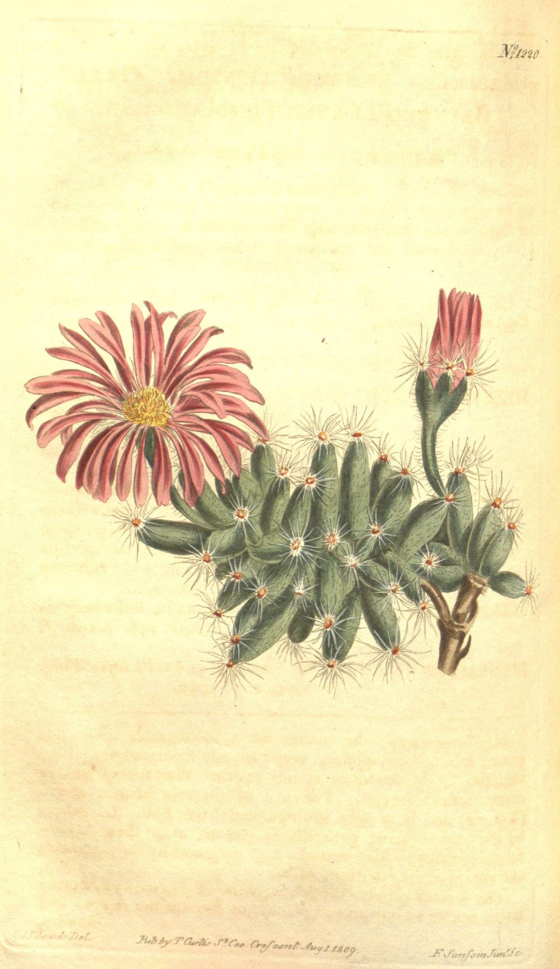 Plancia ëd Mesembryanthemum