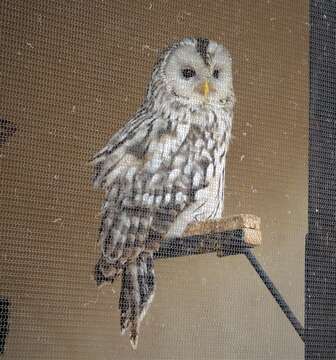 Image of Ural Owl