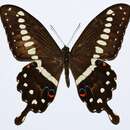 Image of Papilio lormieri Distant 1874