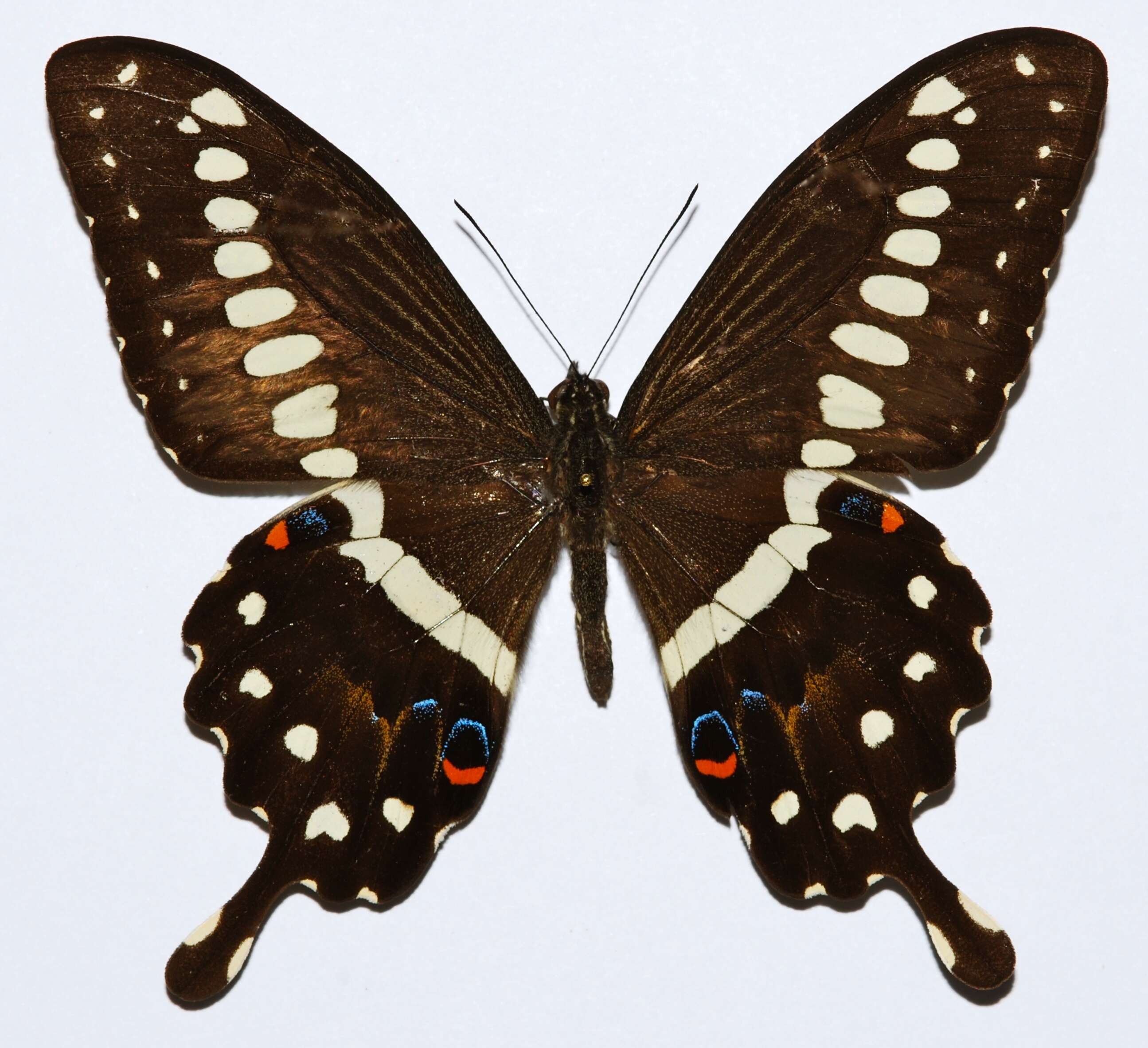Sivun Papilio lormieri Distant 1874 kuva