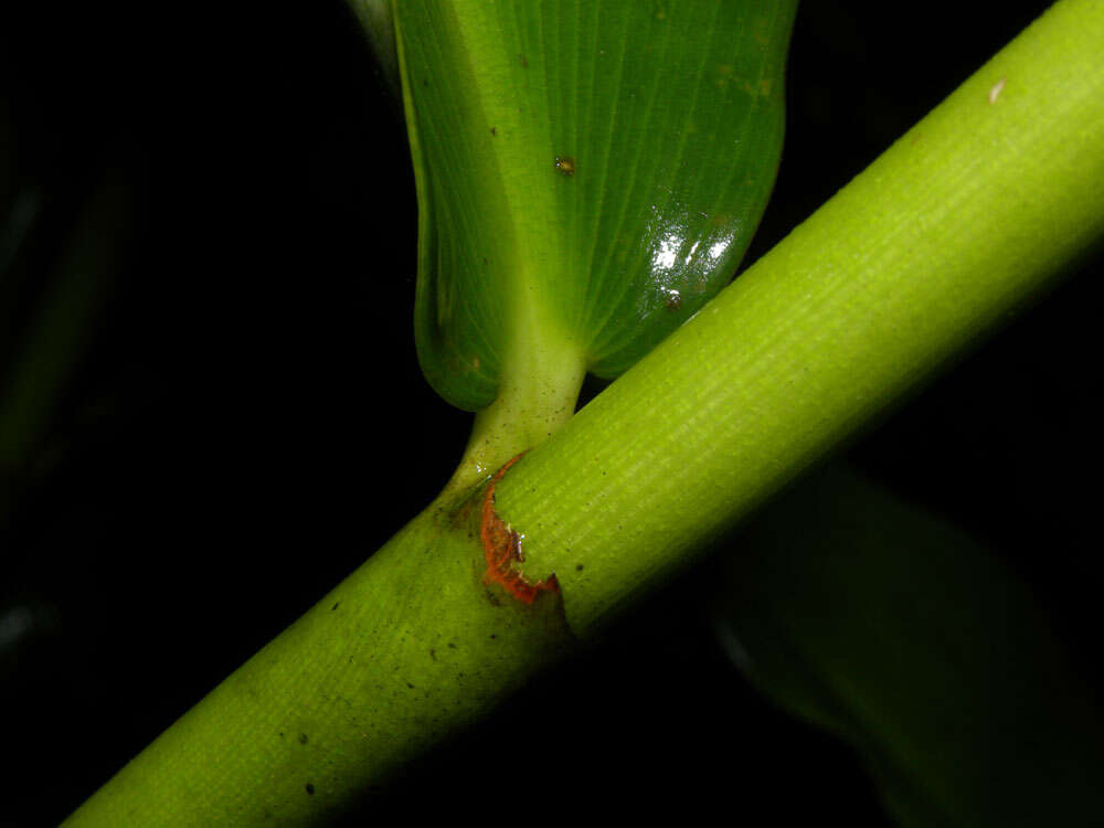 Image of Costus wilsonii Maas