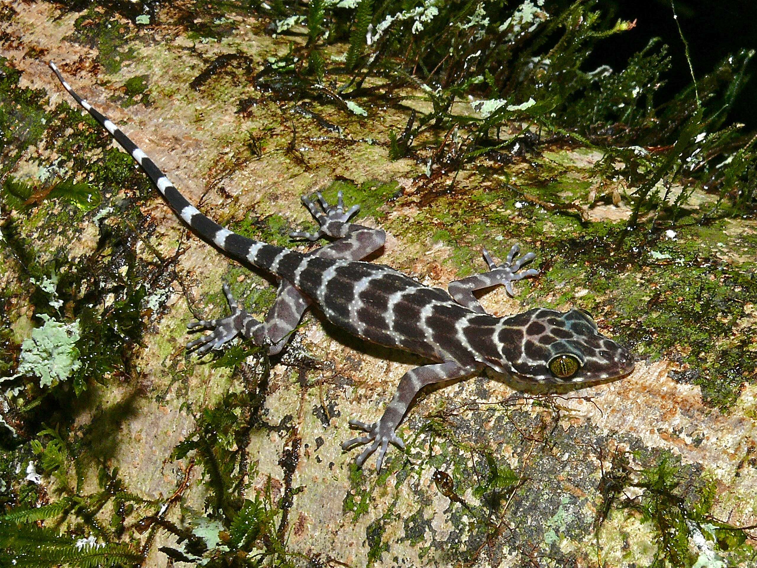 Image of Barking Gecko