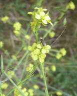 Image of hoary mustard