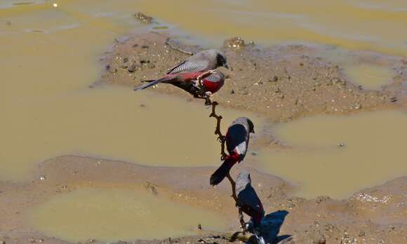 Image of Black-faced Waxbill