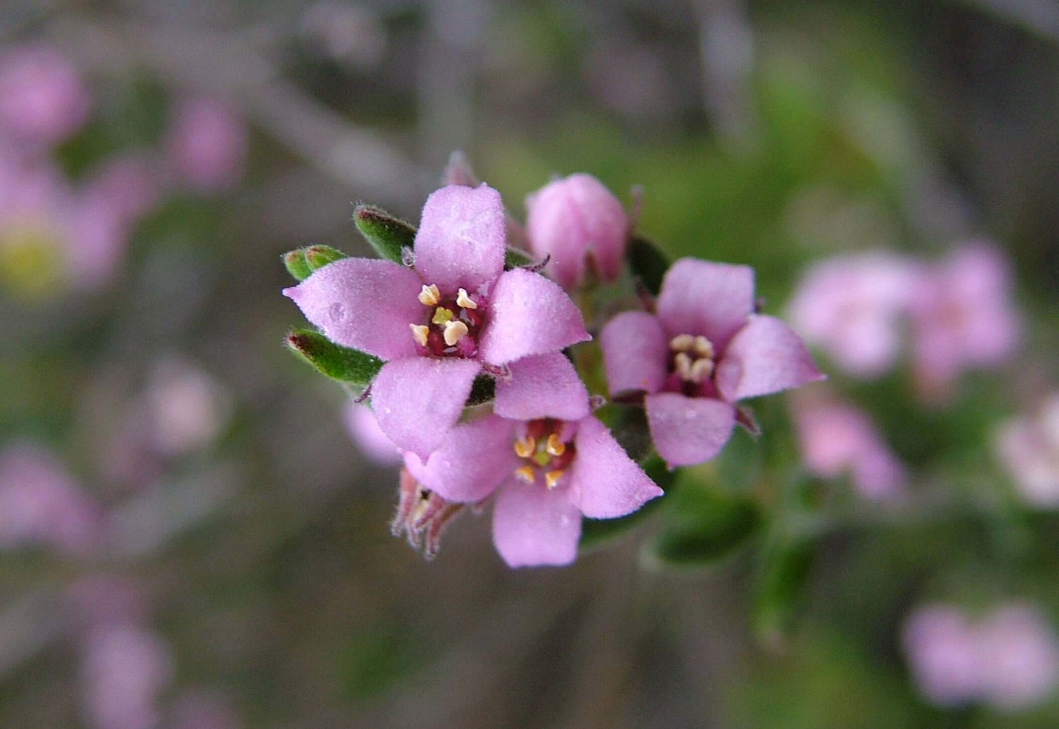 Image of Zieria veronicea (F. Müll.) Benth.