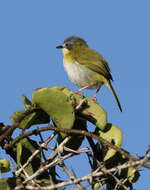 Image of Rudd's Apalis