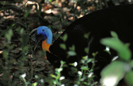 Image of Northern Cassowary