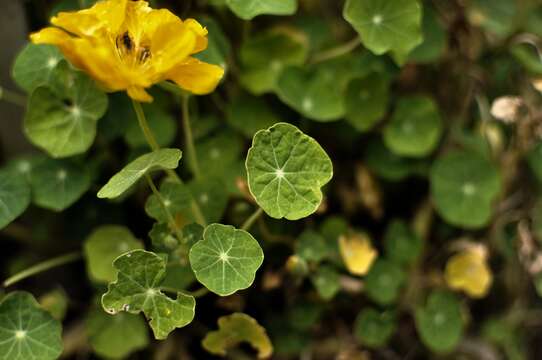 Image of Garden Nasturtium