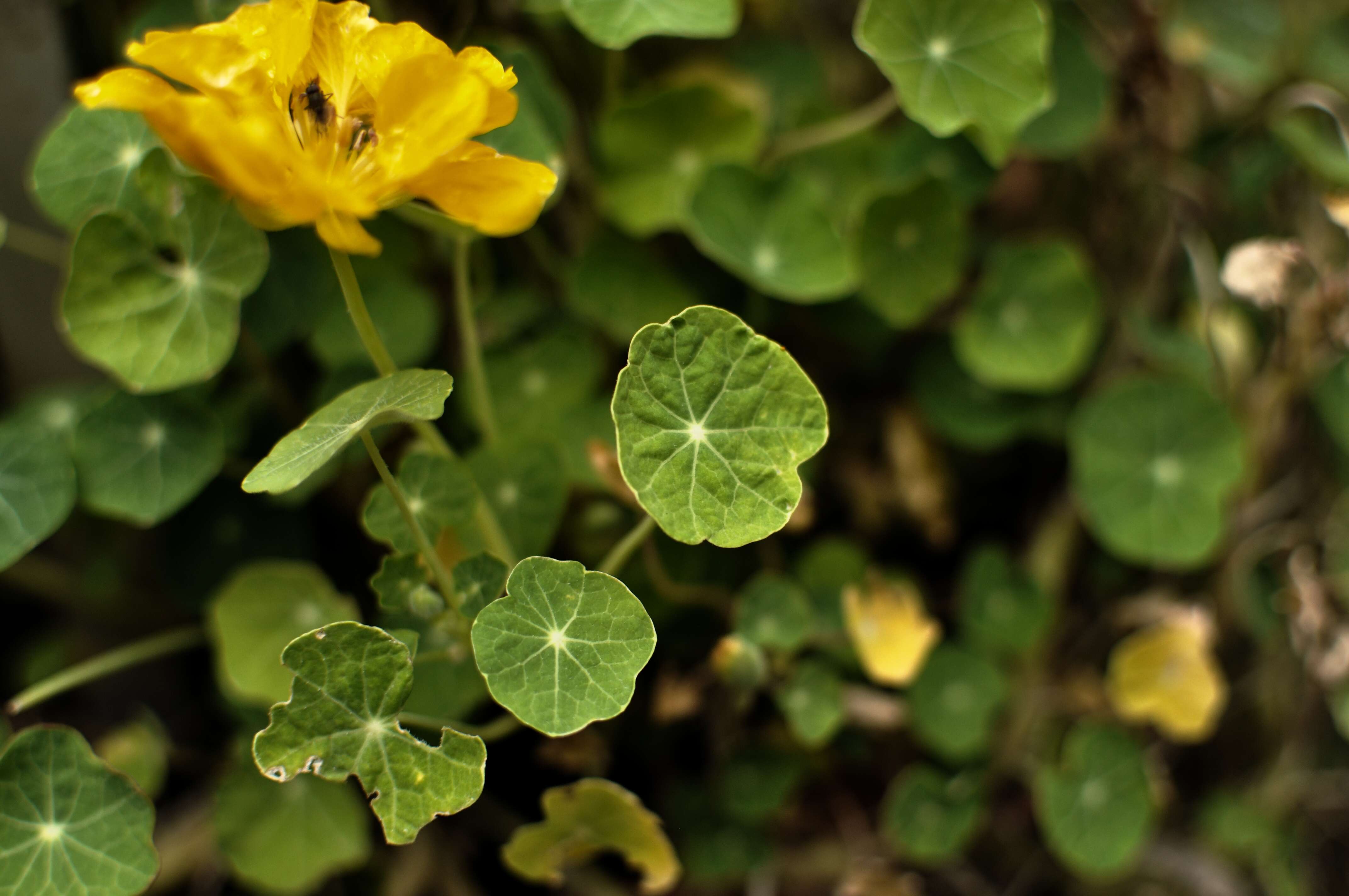 Image of nasturtium