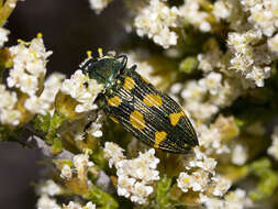 Castiarina insculpta (Carter 1934) resmi