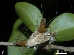 Image of spitting spiders