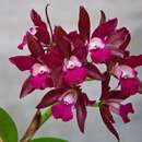 Image of Laeliocattleya Sagarik Wax African Beauty