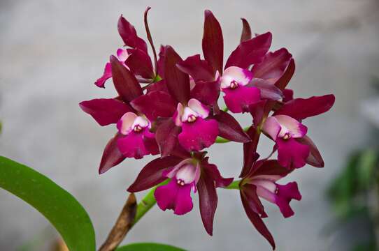 Image of Laeliocattleya Sagarik Wax African Beauty