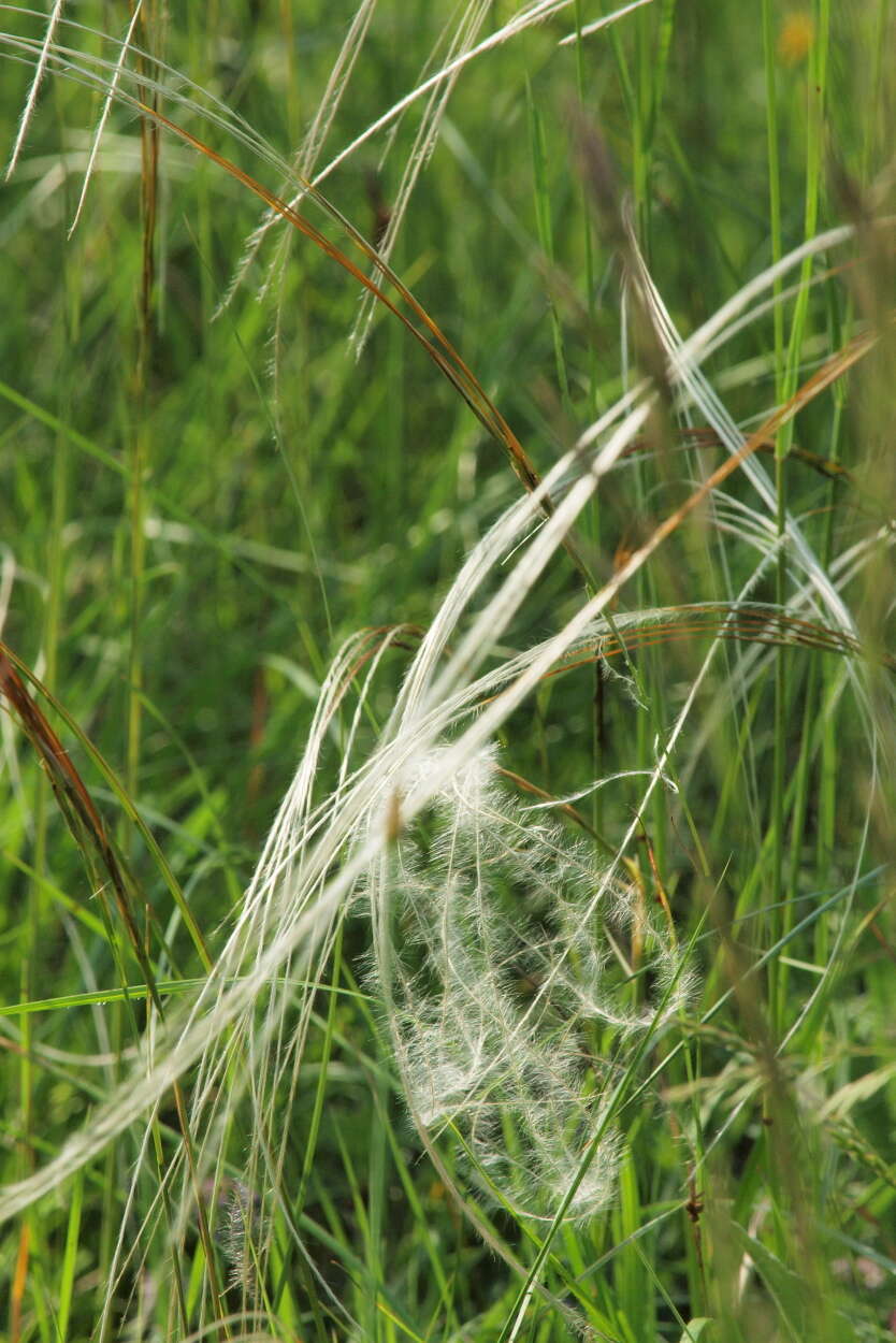 Imagem de Stipa pennata L.