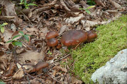 Lyophyllum decastes (Fr.) Singer 1951 resmi