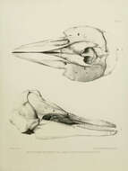 Image of Lagenorhynchus Gray 1846