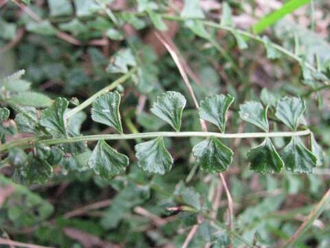 Image of Asplenium flabellifolium Cav.