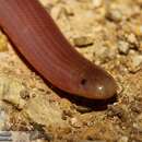 Image of Eurasian Blind Snake