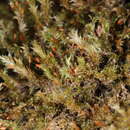 Image of Glyphothecium sciuroides Hampe 1859