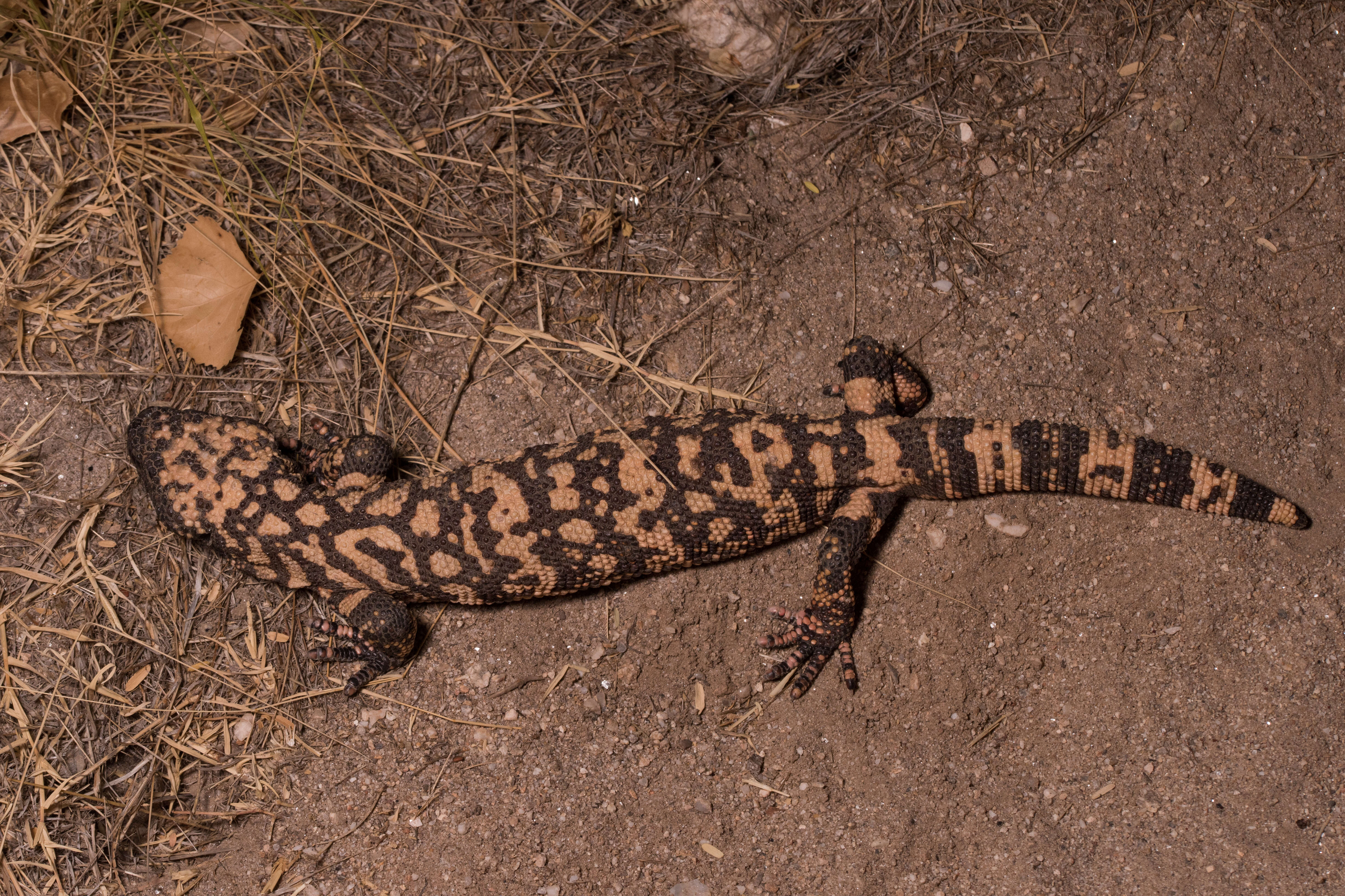 Image of beaded lizards