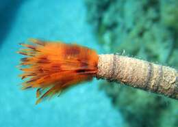 Image of European fan worm