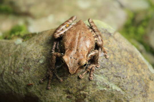 Image of Mexican Fringe-Limbed Treefrog