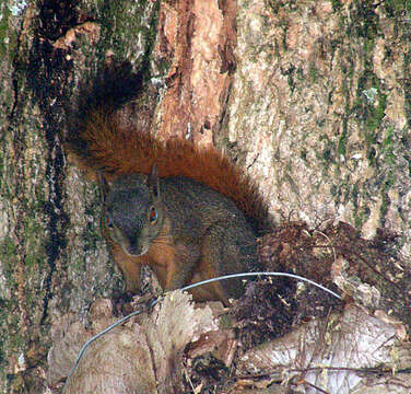 Image of Sciurus subgen. Urosciurus J. A. Allen 1915