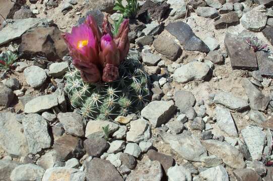 Plancia ëd Sclerocactus brevispinus K. D. Heil & J. M. Porter