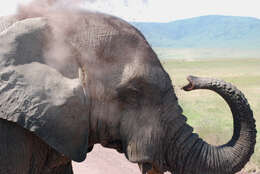 Image of African bush elephant