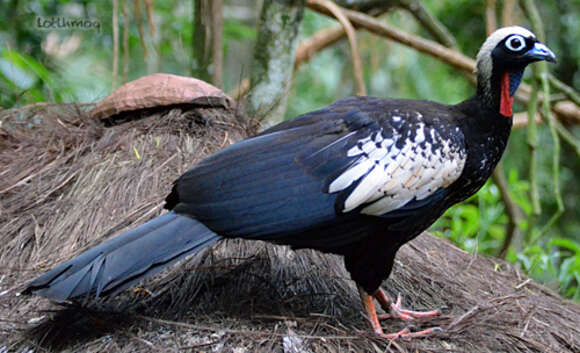 Image of Piping guan