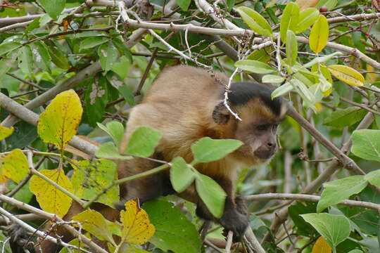 Image of Azaras’s Capuchin