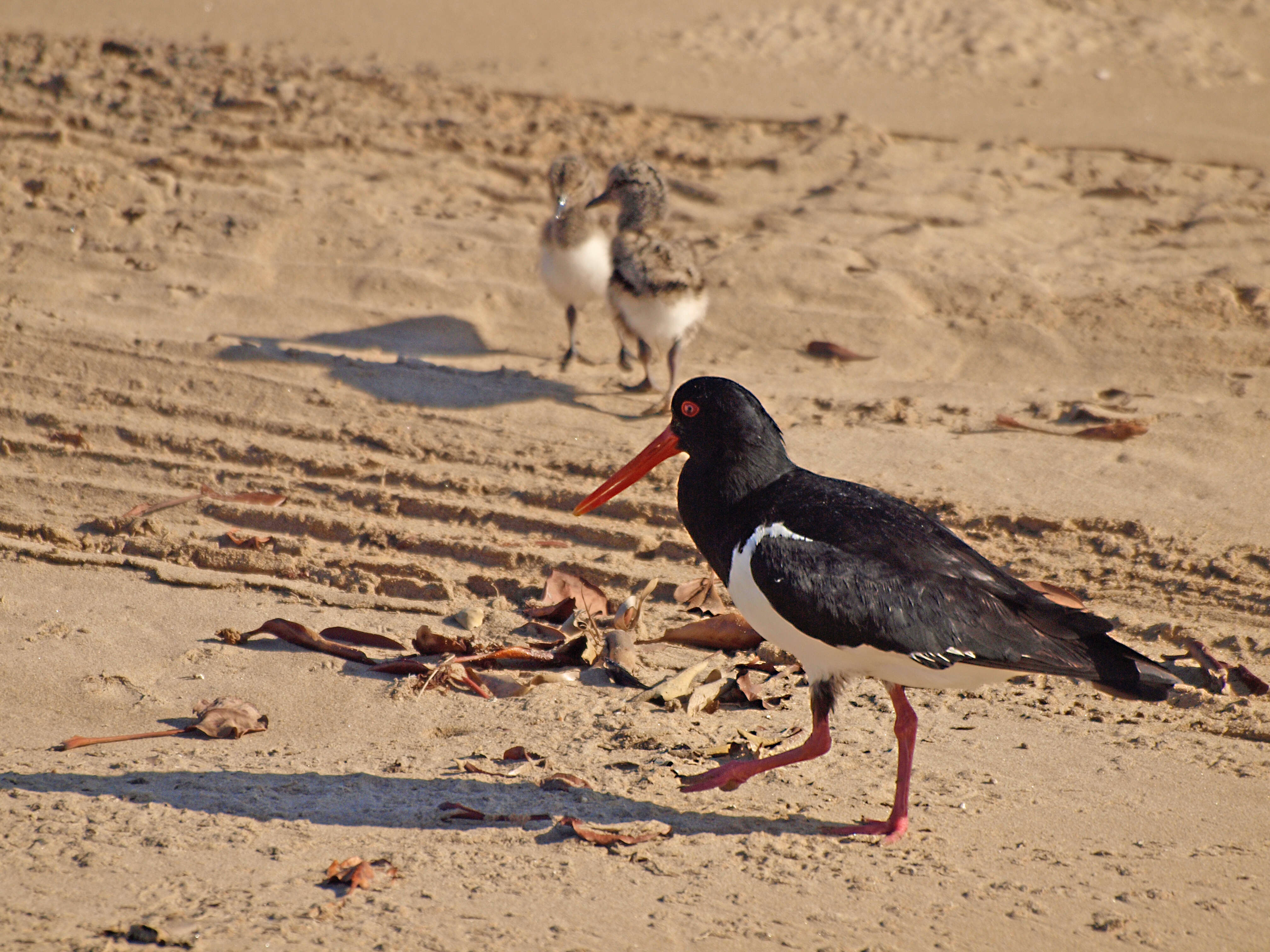 Image of Australian Pied Oystercatcher