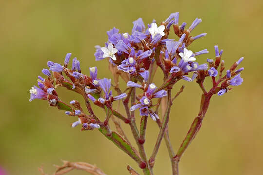 Image of wavyleaf sea lavender