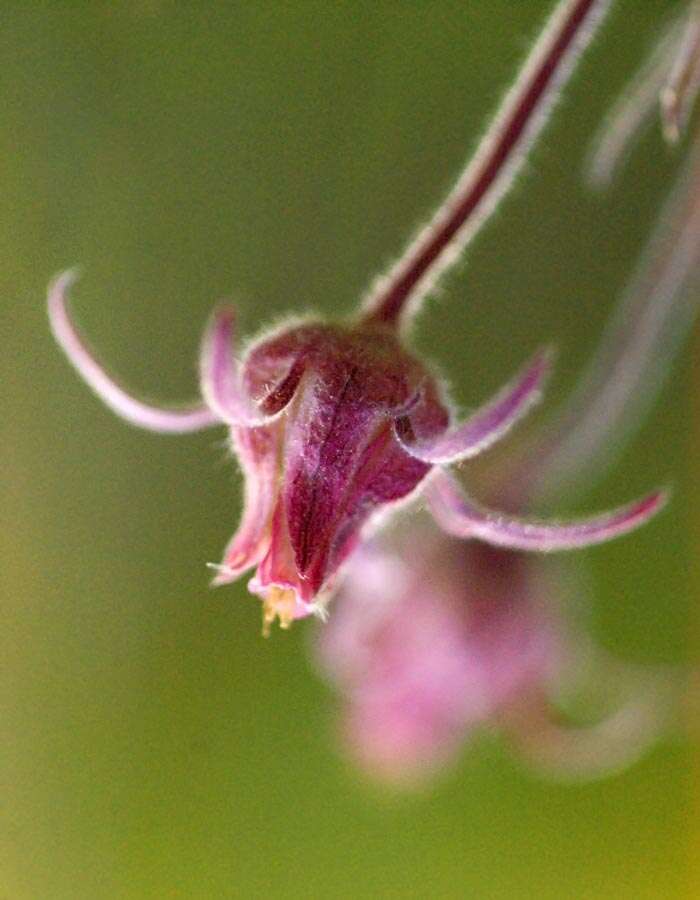 Image of old man's whiskers