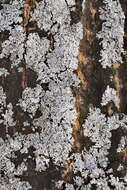 Image of starry rosette lichen