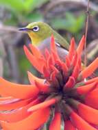 Image of Japanese White-eye