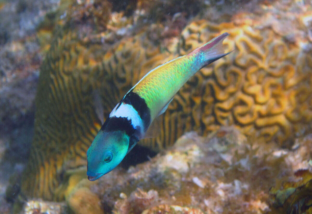 Image of Bluehead Wrasse