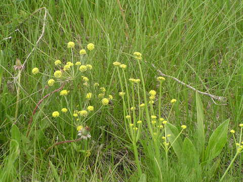 صورة Lomatium triternatum var. anomalum (M. E. Jones ex Coult. & Rose) Mathias