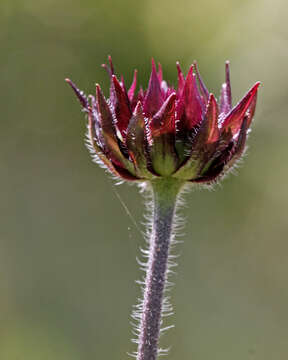 Image of Rayless Sunflower