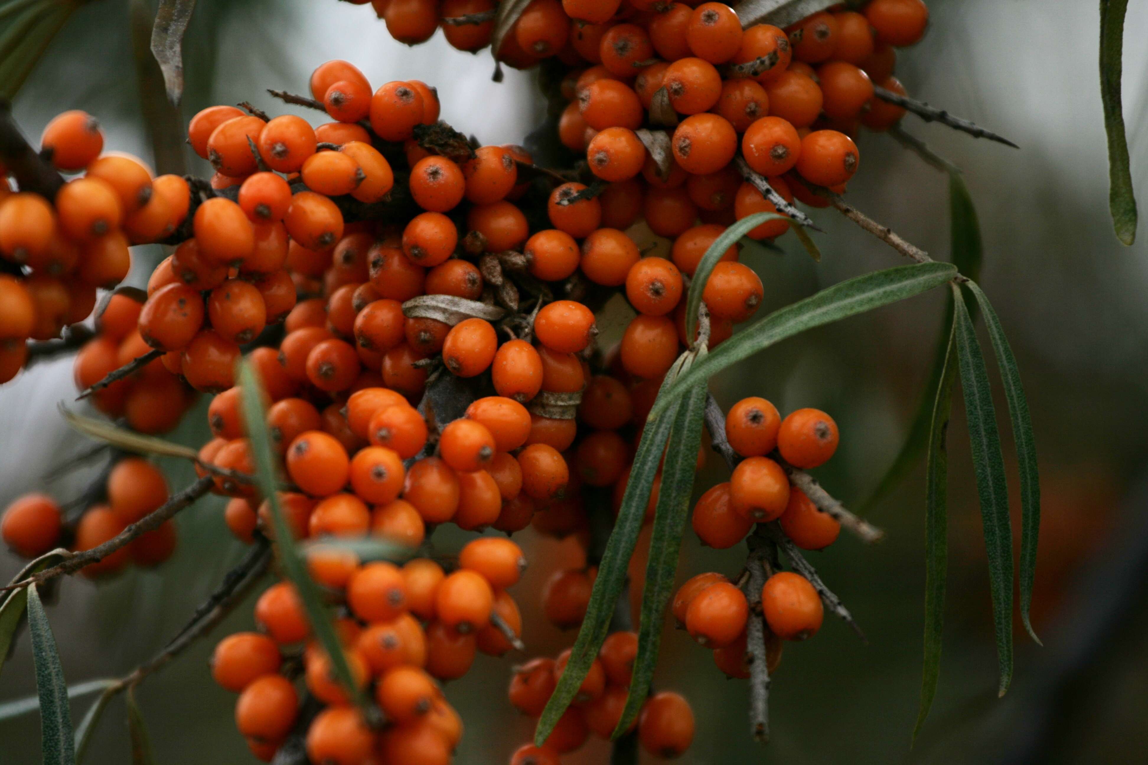 Imagem de Hippophae rhamnoides L.