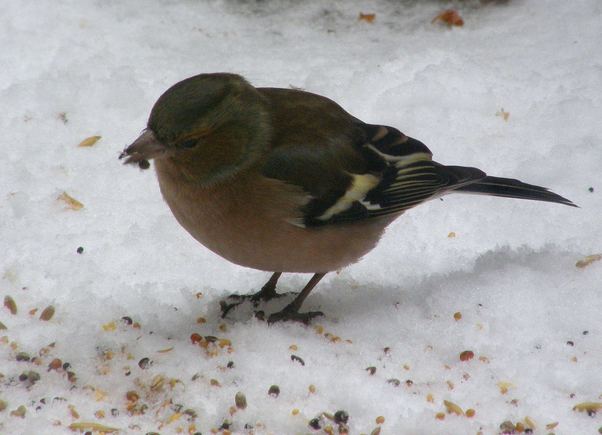 Image of Fringilla Linnaeus 1758