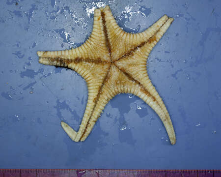 Image of Plutonaster agassizi (Verrill 1880)