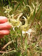 Image of Gladiolus undulatus L.