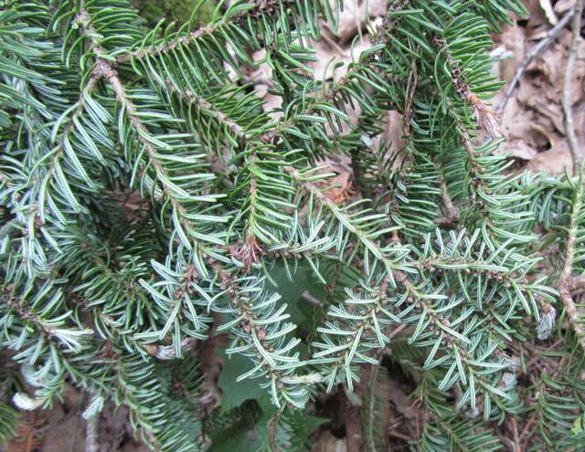 Image of Fir