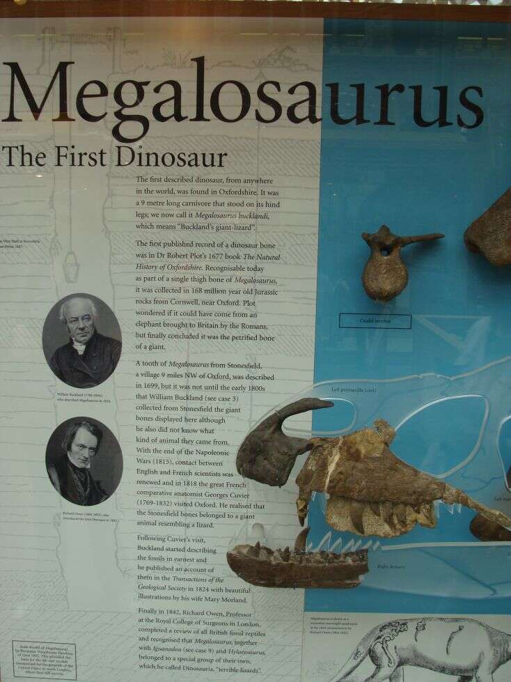 Imagem de Megalosaurus bucklandii Mantell 1827