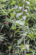 Image of Ipomoea cholulensis Kunth