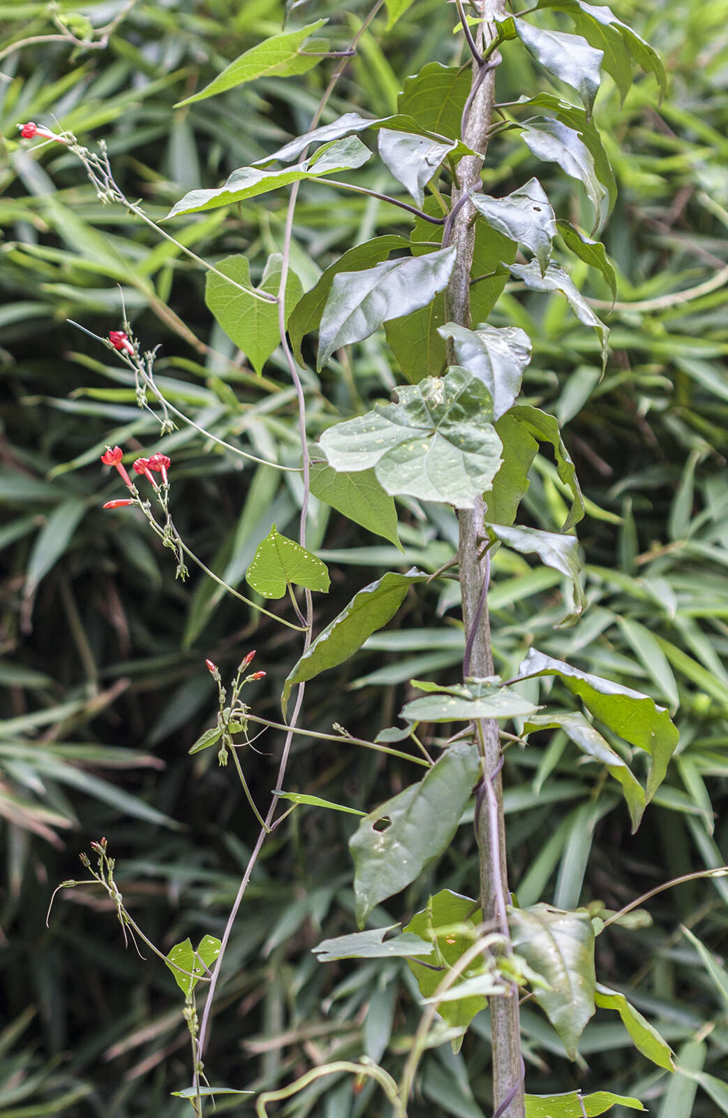 Image of Ipomoea cholulensis Kunth