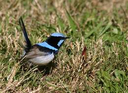 Image of fairywrens and relatives