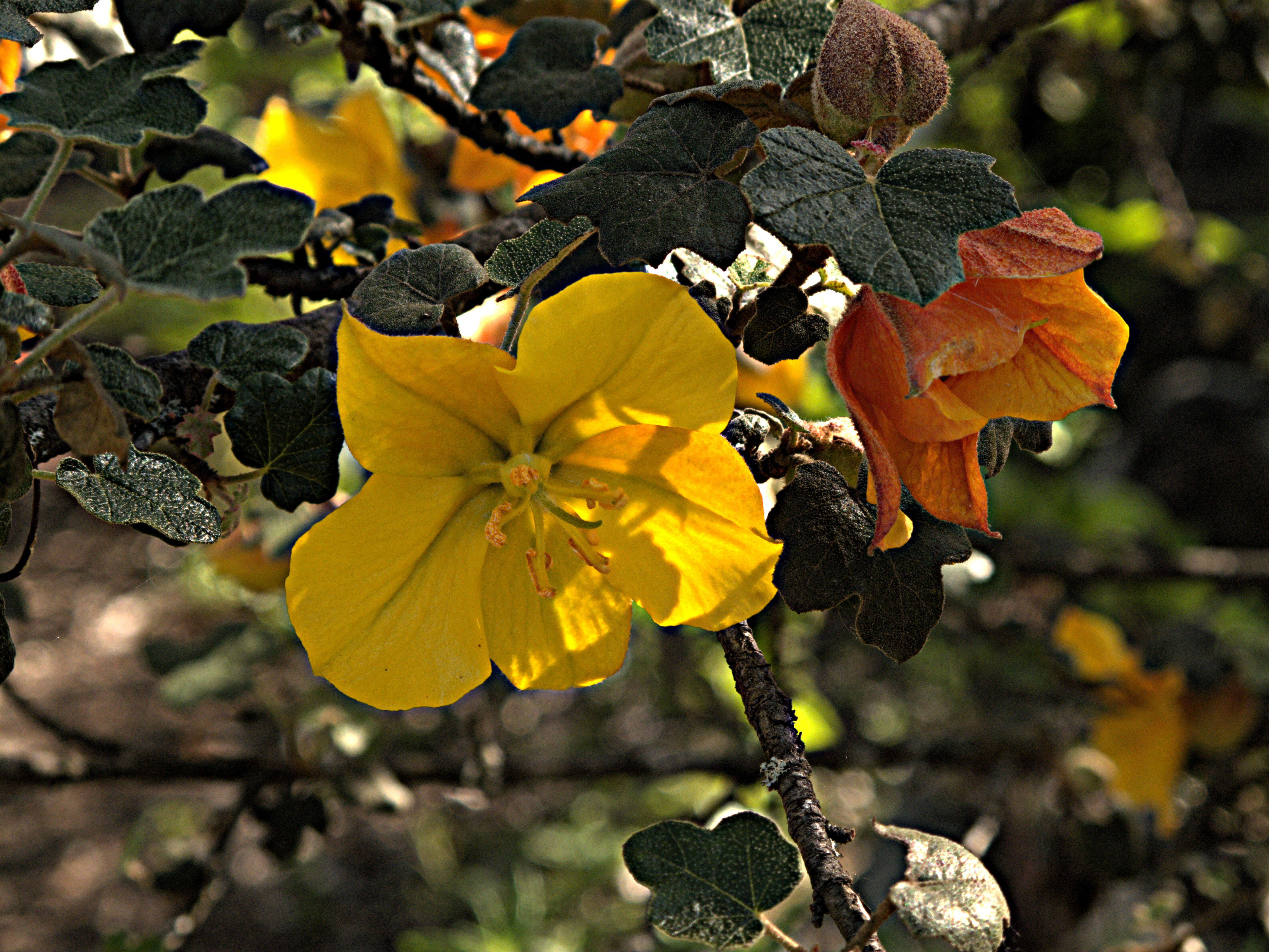 Image of flannelbush